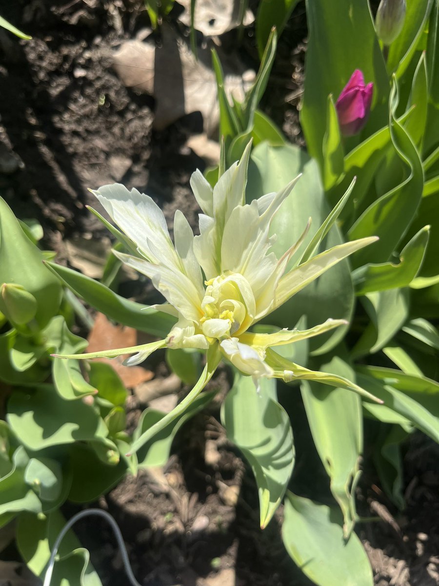 I’ve been procrastinating on listening to my focus group data so today I spent the day listening  while walking around, taking notes on my phone,  enjoying the sunshine and flowers! I got 30,000 steps &amp; did a lot of great work! Why can’t every day involve sunshine &amp; exercise?!