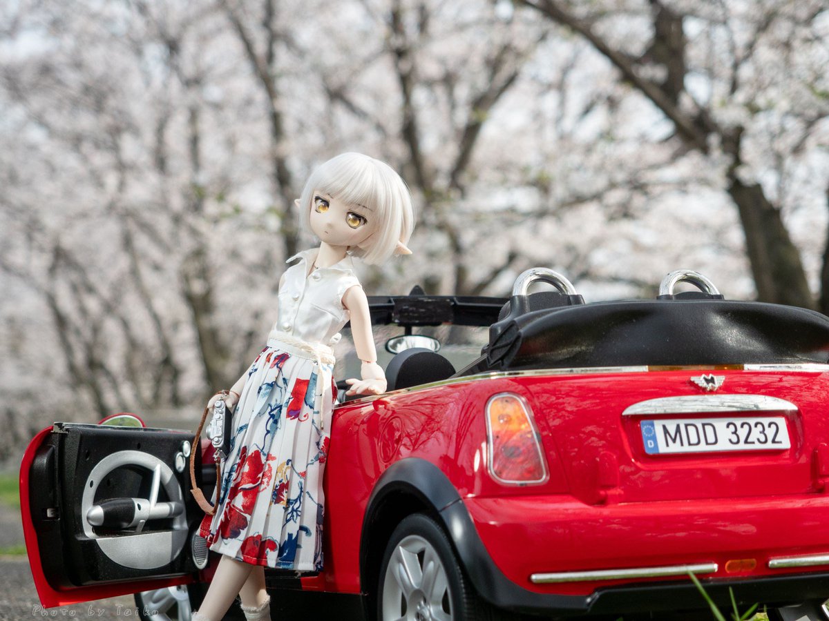 愛車と桜