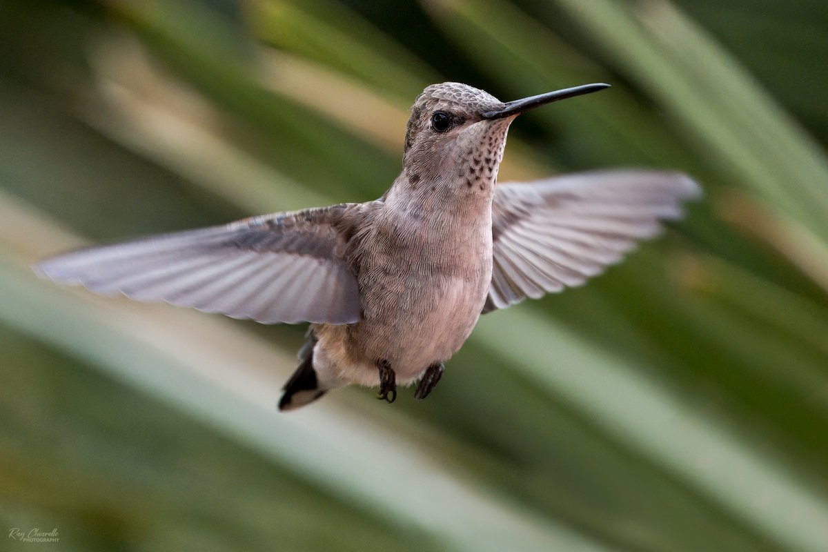 A few hummingbirds seen in my yard this morning. #BirdsSeenIn2024 #Birds #Birdwatching #MyBirdPic #Wildlife #Nature #Birding #BirdsOfTwitter #ElPaso #Texas