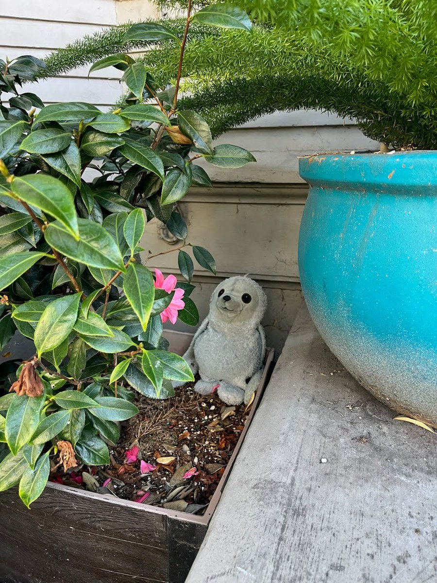 UPDATE! Dede, the sloth stuffie, has been returned and is safe at home with little Ronin! 🙌 (@sfstandard refused to split the $50 reward despite the fact that we contributed to the reunion. The reunification is reward enough.🏆😉) sfstandard.com/2024/04/06/san… #sanfrancisco #sloth