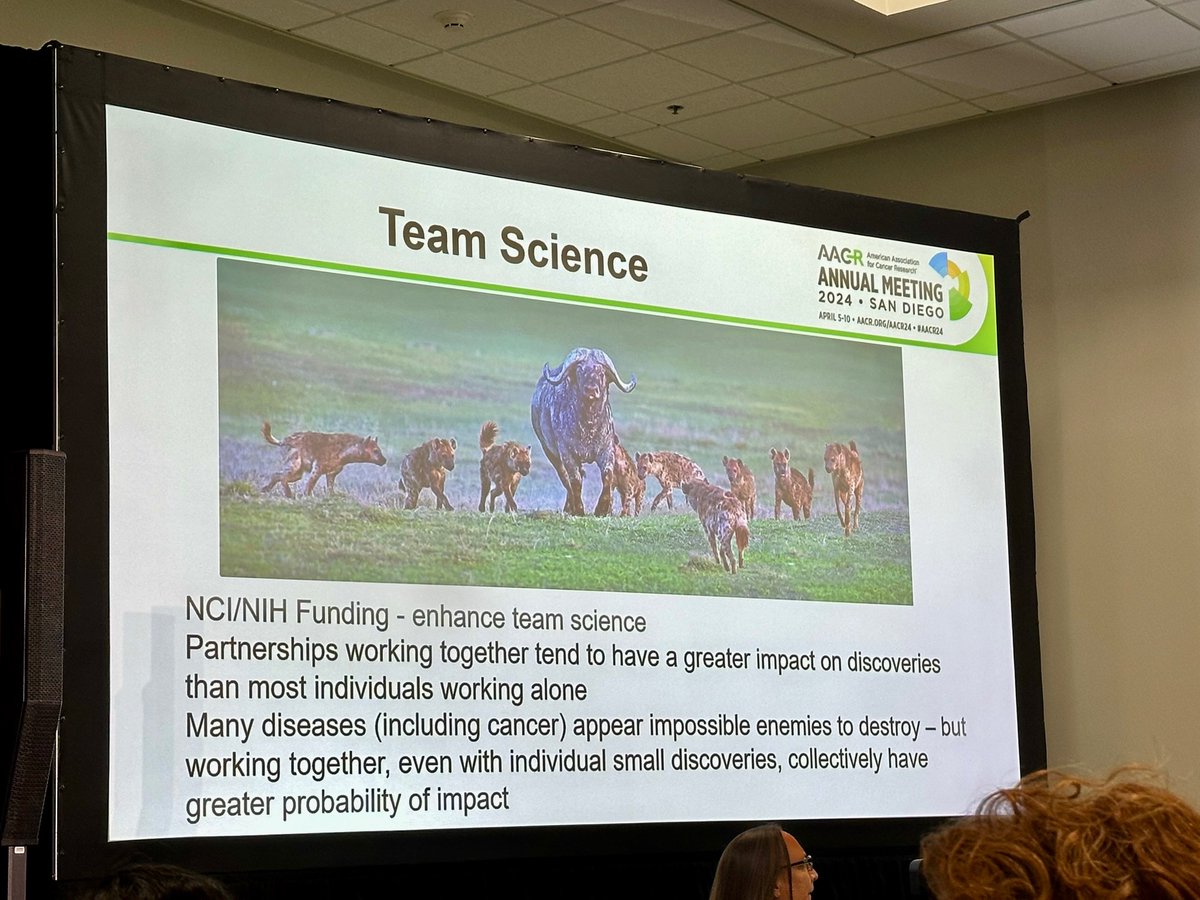 'Cancer is like a water buffalo, one hyena will never kill the water buffalo,' Dr. Pat LoRusso @AACRPres highlighting the importance of #team science in #cancer research. #Moonshot #NationalCancerPlan @AACR @SmilowCancer @YaleMed