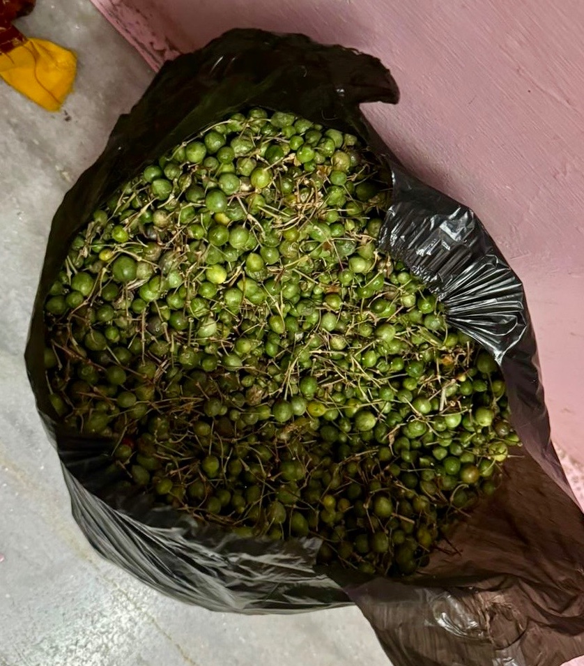 Maa sent pictures of the first batch of kair (कैर/केर) purchase, a drought- resilient berry from the dry lands of Rajasthan. 

Marwari homes are gearing for kair achaar season and I can’t wait to be back SOON! ❤️