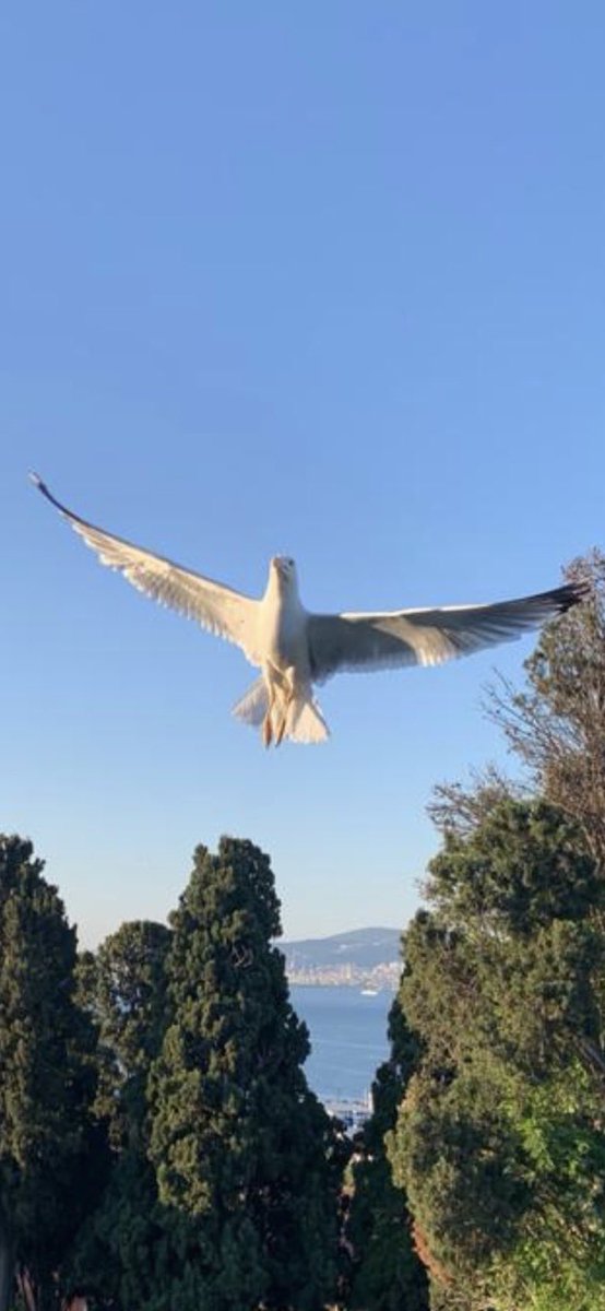 Bayramınızı kutlarım. Tüm dünyanın; herkesin yaşam sevincinin bir canlıya; bir canlının yaşam sevincinin herkese bağlı olduğunu öğrenmiş olması dileğiyle. #Penceremdenİstanbul