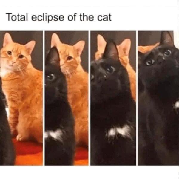 Good morning Twitter Chums. Did anyone see the eclipse this week? I’m going to try to get the day right today. Have a wonderful Wednesday. 😹😹😹