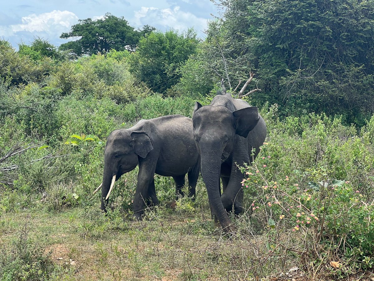 Wild elephants going for a drink, Uda Walawe National Park, Sri Lanka 🇱🇰