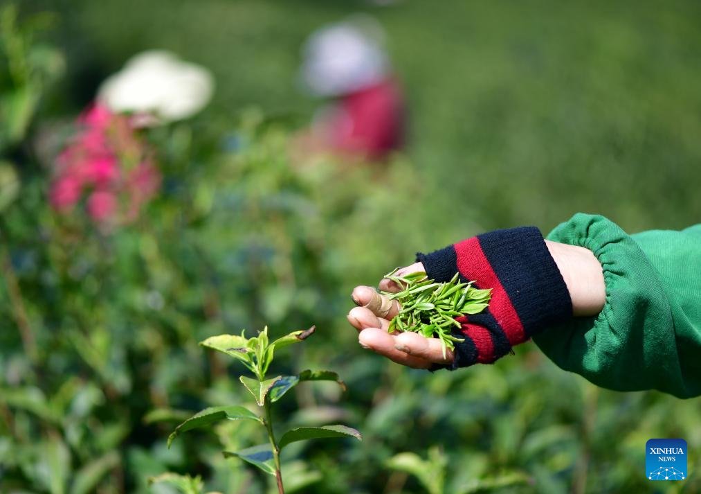 VoiceofPD's tweet image. #SpringinChina
As spring unfolds, tea gardens across the region have entered the #harvest season.
More pics: en.people.cn/n3/2024/0410/c…