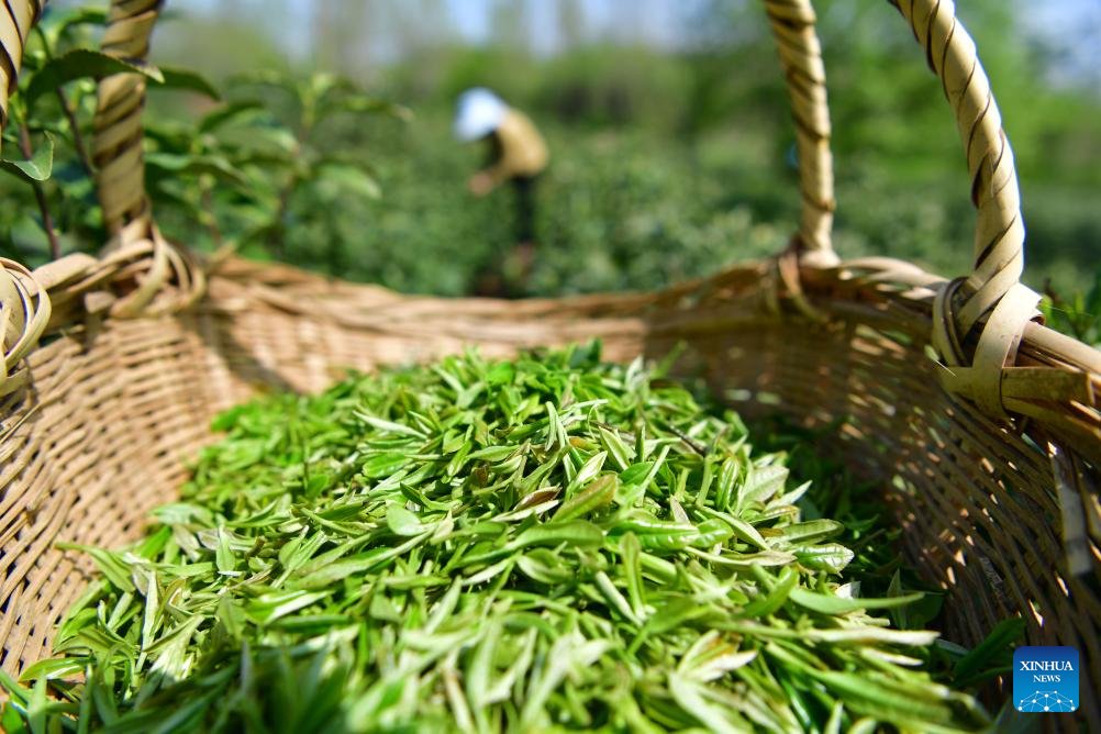VoiceofPD's tweet image. #SpringinChina
As spring unfolds, tea gardens across the region have entered the #harvest season.
More pics: en.people.cn/n3/2024/0410/c…