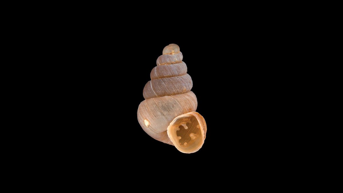 #NewSpecies! New land snail from #myanmar just crawled in: Bensonella lophiodera Treatment: treatment.plazi.org/id/068CD744-43… Publication: doi.org/10.3897/zookey… @ZooKeys_Journal #FAIRdata #OA #science #biology #nature #biodiversity #conservation #wildlife #animals #malacology #snails
