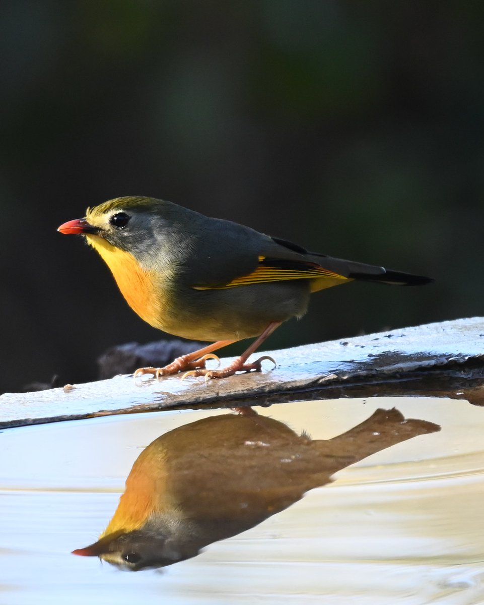 Our environment, the world in which we live and work, is a mirror of our attitudes and expectations. red-billed leiothrix #IndiAves #BBCWildlifePOTD #BirdsSeenIn2024 #birds #TwitterNatureCommunity #birdphotography #photooftheday @NatGeoIndia @NatureIn_Focus @Advay_Advait