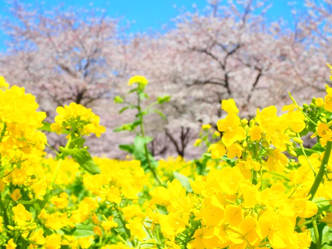赤城の千本桜見に行ってきた\(^o^)/ 