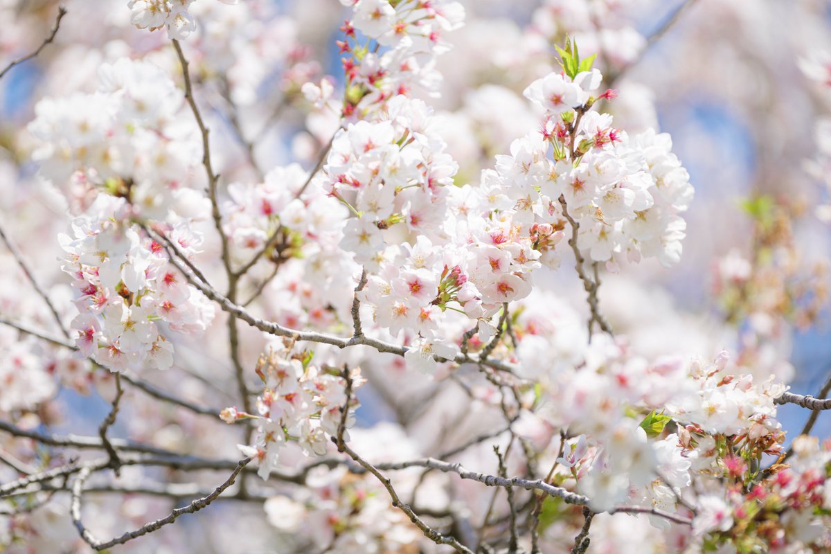 Eye_drops_flow's tweet image. 春だなぁ🌸