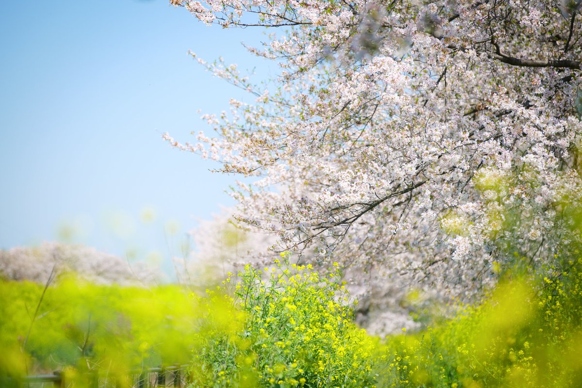 Eye_drops_flow's tweet image. 春だなぁ🌸