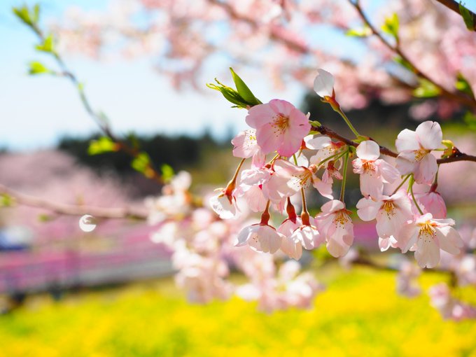 「ぼかし 桜」のTwitter画像/イラスト(新着)｜5ページ目