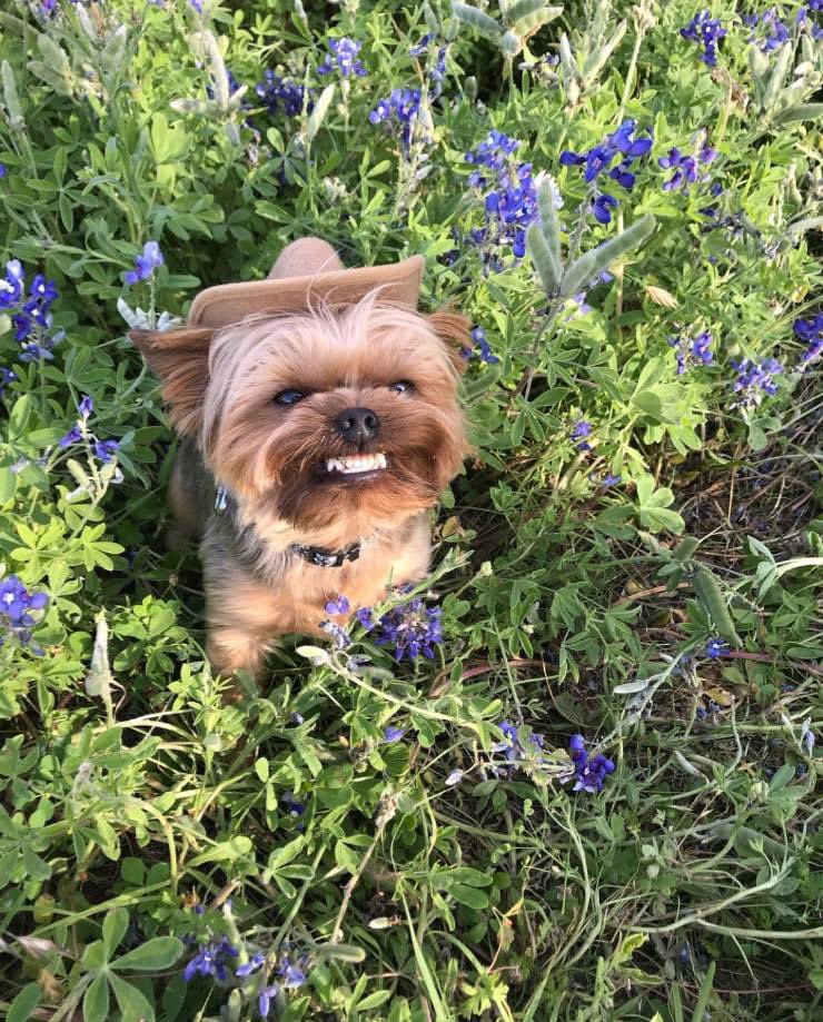 Cowboy Yorkie Smiling in Bluebonnets™️