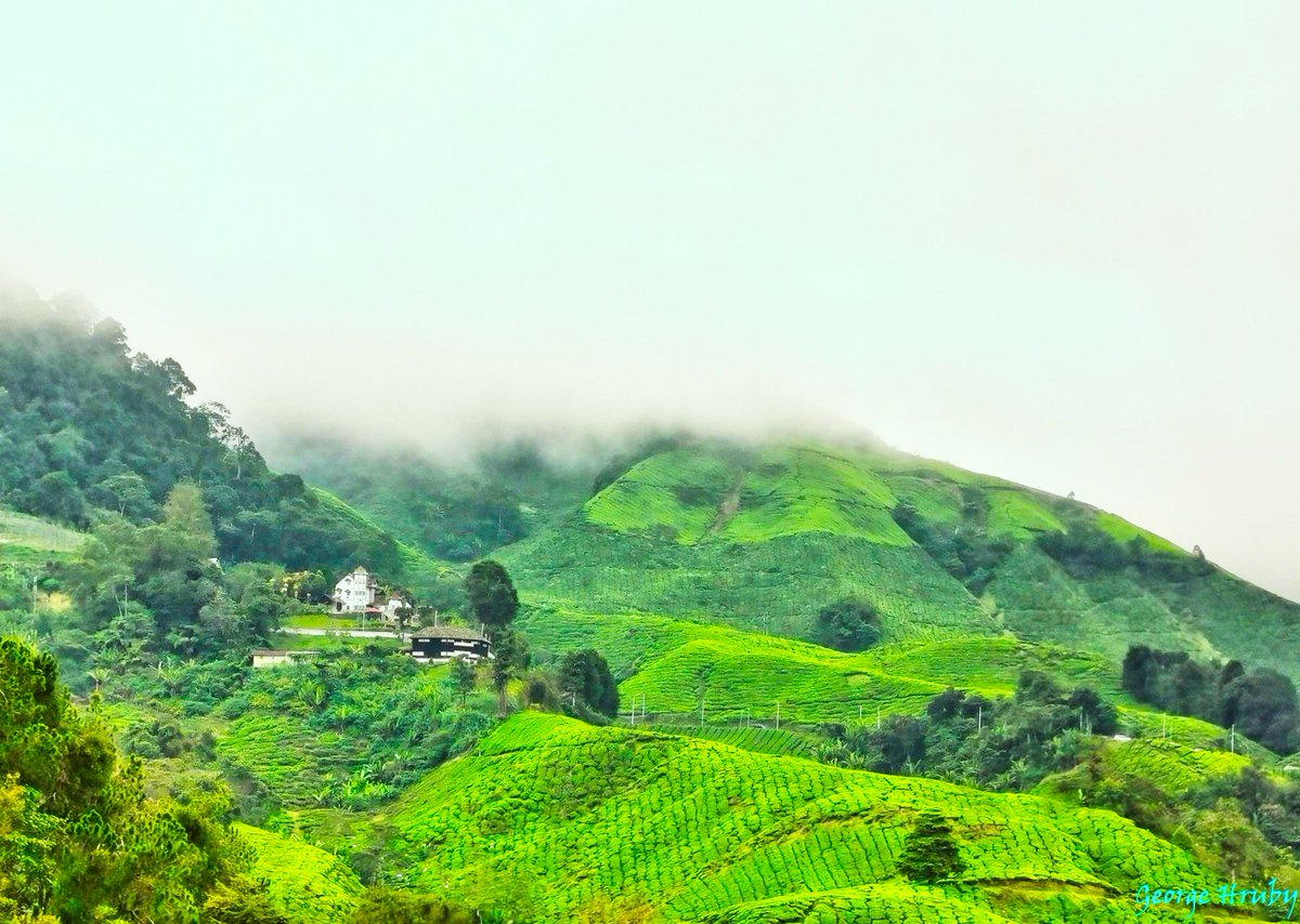 Fog Rolling into the Highlands – Cameron Highlands, Malaysia

See more of the International Photographer’s works at: georgehruby.org

#georgehruby #GeorgeHruby #Malaysia #kualalumpur #cameronhighlands #BOH #bohtea