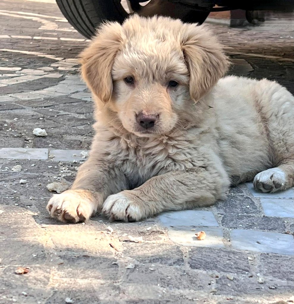 #SaràChe 🙄la fortuna Audentes fortuna iuvat Un cane entrerà nella tua vita se sei fortunato... 💚 Ciao Pensiero di Lilli♡ ✌️🍀