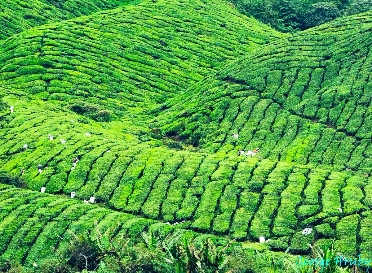 Picking Tea Leaves – Cameron Highlands, Malaysia

See more of the International Photographer’s works at: georgehruby.org

#georgehruby #GeorgeHruby #Malaysia #kualalumpur #cameronhighlands #BOH #bohtea