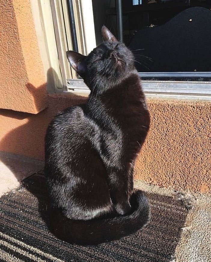 PunchingCat's tweet image. mmm sun