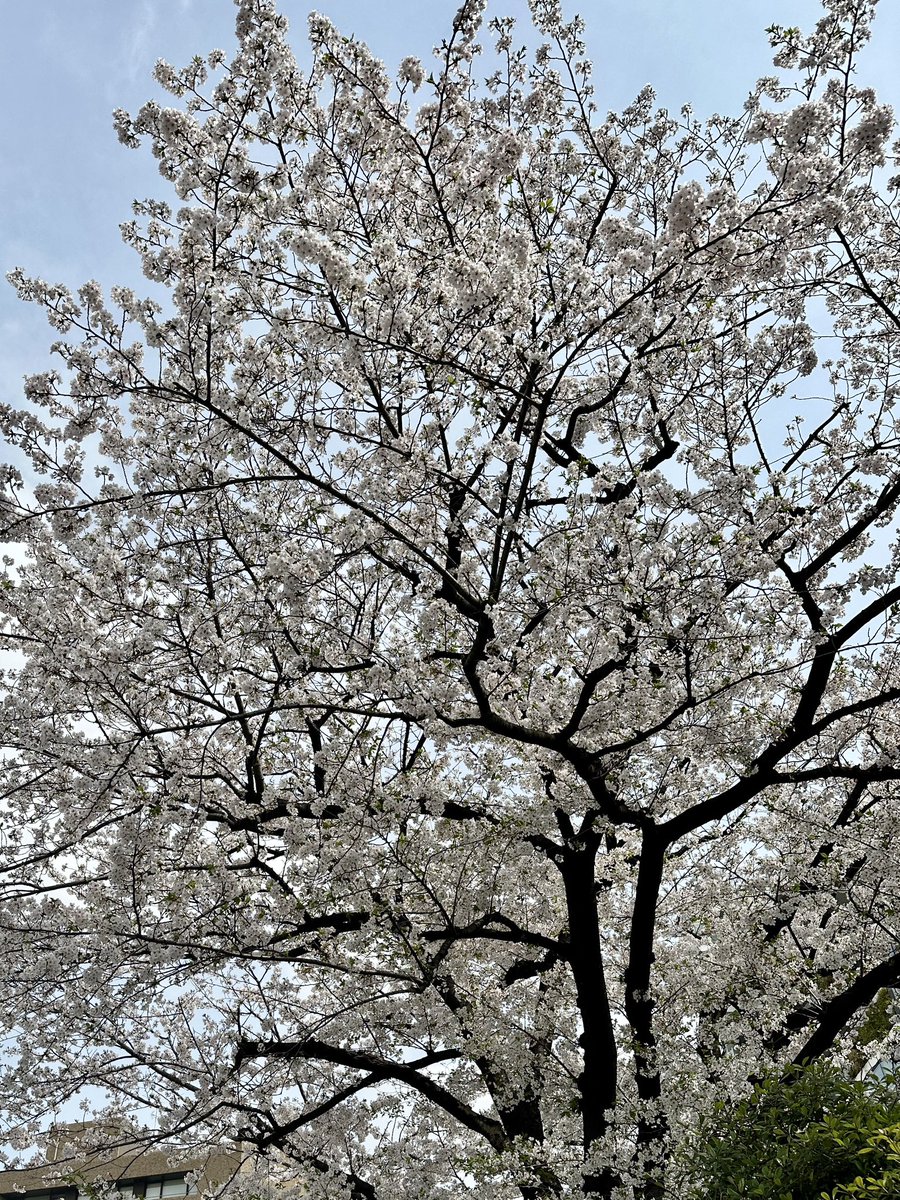 일본에서 찾은 봄이에요~🌷🌸

#eite #에이트 #RENA #레나