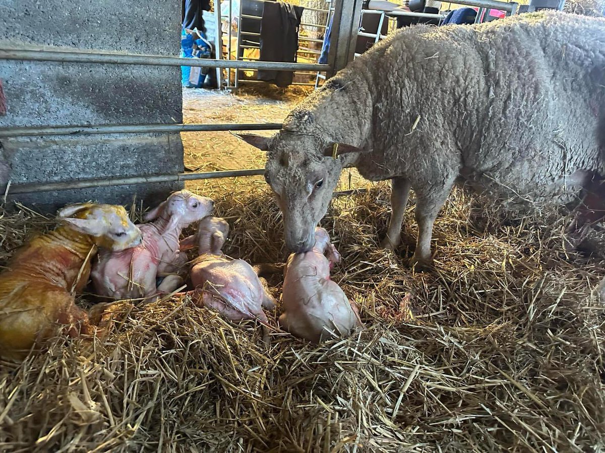 Quads born this morning! 🐑 🐑 🐑 🐑 👏 📸 Danny Whyman