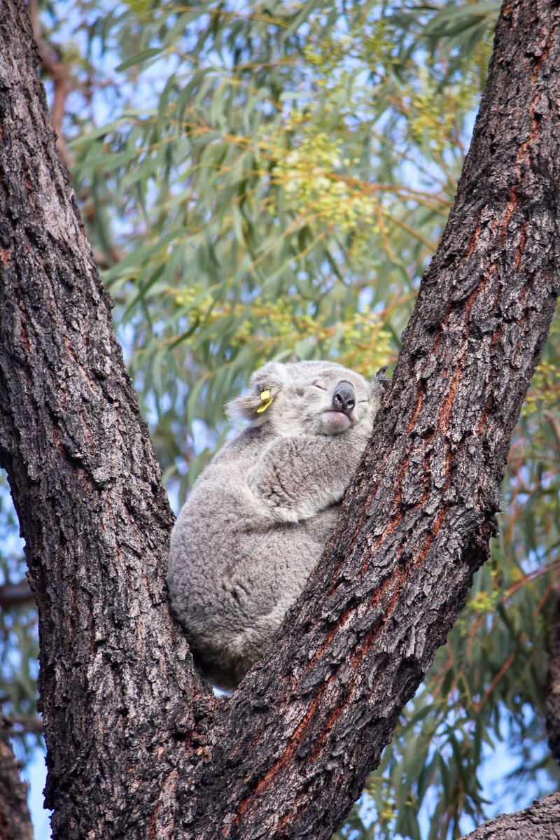 The Cumberland Plain is under threat with plans to bulldoze and destroy wildlife corridors. We need your help to save it! Please send a message to the NSW government and urge them to take action. Sign now - g.ifaw.org/Sydney-Koalas Photo - © Science for Wildlife