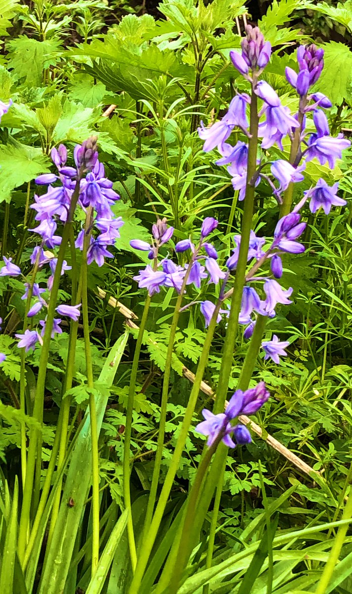 Good morning Beautiful People🥰 Wonderful Wednesday to you all, have a beautiful day and share those amazing smiles. What simple things make you happy, today? #Weather #Nature #naturewalk #NatureBeautiful #Photos #StormHour #Happiness #ThePhotoHour #Bluebells #Flowers #Trees 🌳