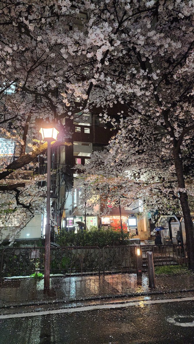 first time seeing cherry blossoms and they’re so insanely pretty…from how beautiful they are on the trees, to how the petals sprinkle pink on the ground 😭💕🌸