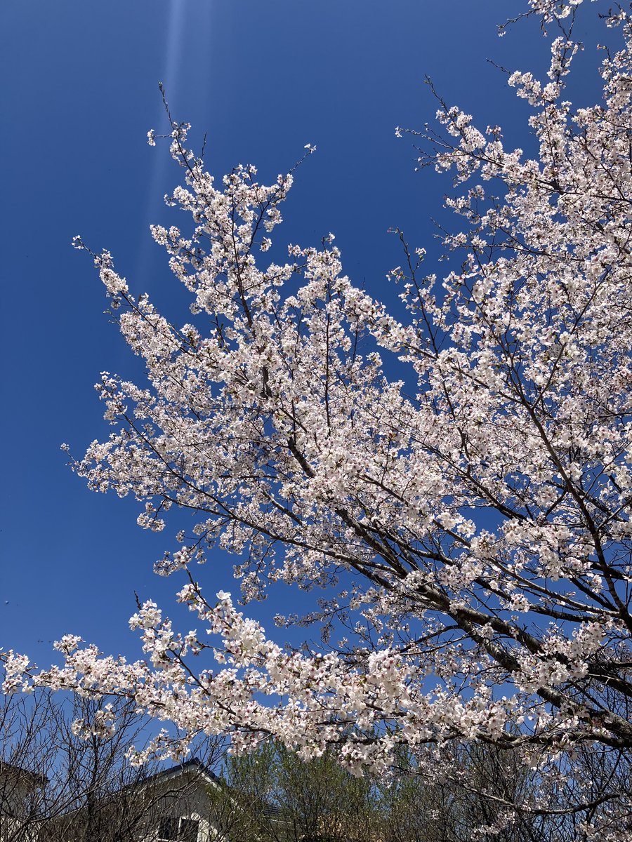 良い天気のなか桜がきれいに咲いているよ🌸🧸(*ˊᗜˋ*)♡ #今日の空 #空が好き