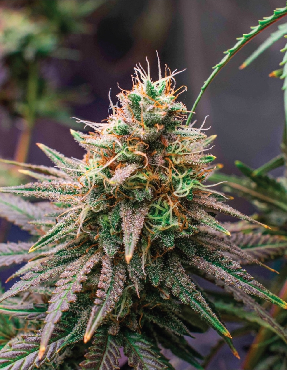 BudVizion's tweet photo. Take a trip with #SFVOG. 🚗 A sativa-dominant hybrid that's a California road trip in a strain. #CaliWeed #AdventureHigh 🌉🌲 https://t.co/XUbc4lJPUG