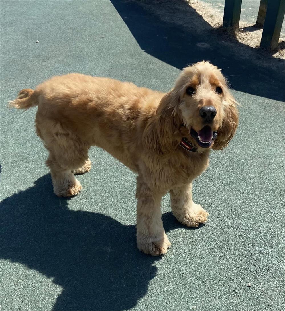AdoptionsUk's tweet photo. Please retweet to help Bobby find a home #LANCASHIRE #UK 
🔷FOR ADOPTION, REGISTERED CHARITY 🔷
Special, experienced home needed🐶🏡✅
'This beautiful boy is Bobby. He is a 3 year old Cocker Spaniel. He is a very loving and friendly boy but does tend to bond with one owner more than the other and will start to show some unwanted behaviours due to this. 
We are looking for a single person home with no children. He doesn’t bother when passing other dogs out on a walk but we feel a pet free home would suit him best. 
He loves nothing more than snuggling up next to you having a fuss. He will need an understanding owner who will do some training with him to help him over come the issues displayed in previous homes. If you think you can offer him this home please fill out an online application.' - Bleakholt Animal Sanctuary 
DETAILS or APPLY👇
https://t.co/ivIeplBvel

#Spaniel #CockerSpaniel #dogs #pets #Blackpool #Preston
