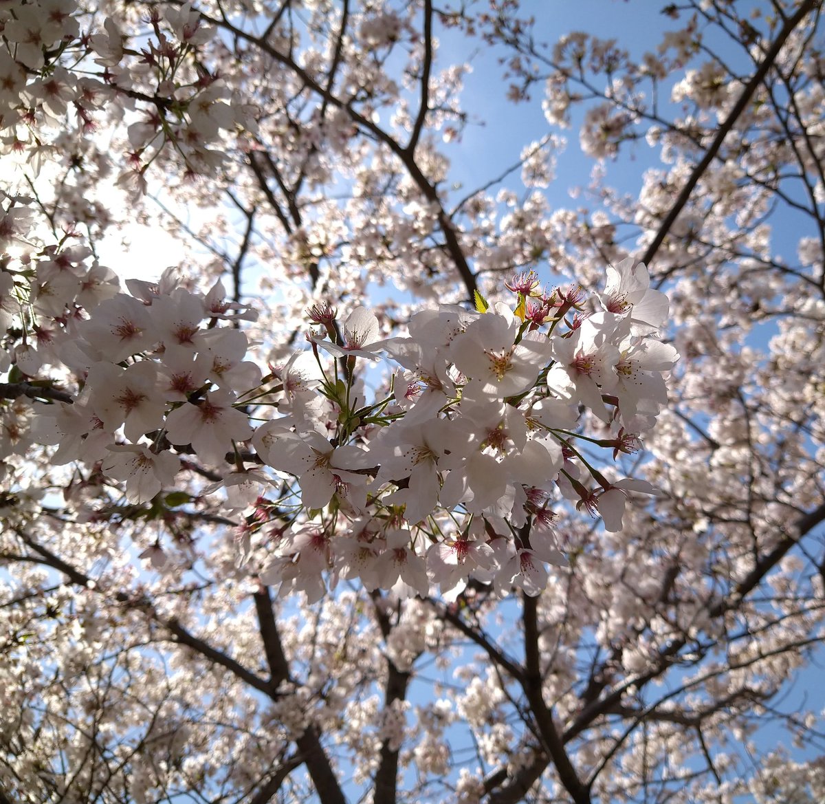 少し遅くなりましたが

先日の「春のさくらまつり」
【まちのね春FES】＆【まちのねマルシェ】
店舗の皆様、関係者の皆様
お越しくださったお客様の皆様
ありがとうございました🌸🌸🌸

今後も色んなイベントまた各店の情報を
お知らせしてまいりますので
どうぞ宜しくお願い致します😃