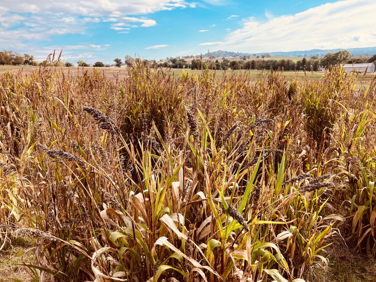 Great road trip around the NSW Tablelands exploring the diversity of farming systems & learning more about existing & new dual-purpose cropping options with @nswdpi