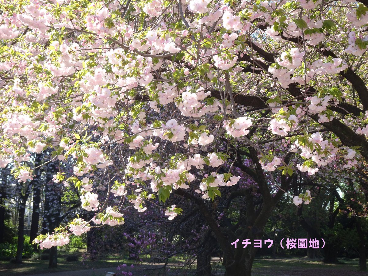 4/10🌸桜速報 ◎みごろ 雨宿、市原虎の尾、駒繋、十二月桜、芝山、白妙、朱雀、太白、類嵐、長州緋桜、紅豊、八重紅枝垂 ○咲きはじめ 嵐山、一葉、妹背、鬱金、霞桜、関山、御衣黄、五所桜、琴平、松月、駿河台匂、梅護寺数珠掛桜、福禄寿、普賢象、増山など #新宿御苑 #桜