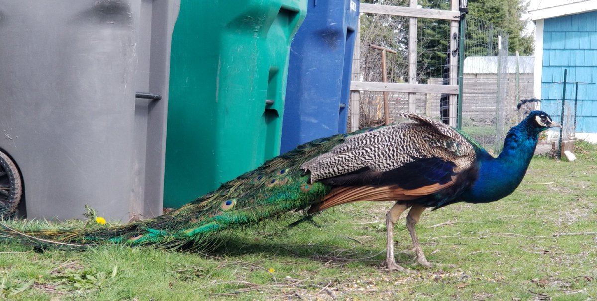 Our trash bins are roughly peacock colored.