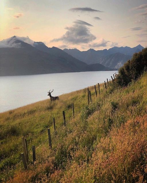 Taking in the beauty of the #IsleofSkye.
📷IG/leonhardt78 via #VisitScotland
#Skye #Scotland #ScottishBanner #Alba #TheBanner #LoveScotland #BestWeeCountry #ScotSpirit #Deer #ScotlandIsCalling #AmazingScotland #MagnificentScotland