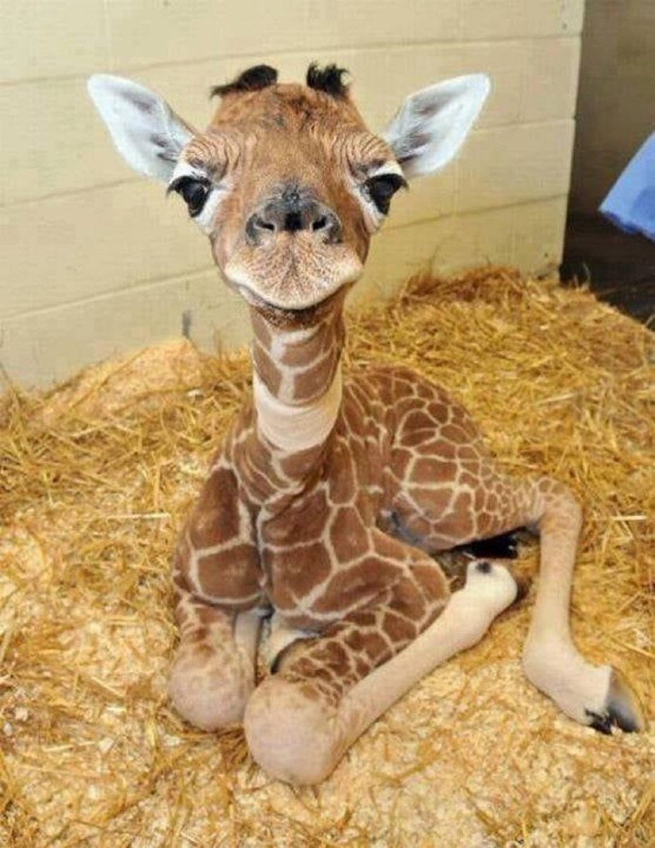 生後2日のベイビーキリン🦒ﾆｬｧ🥺