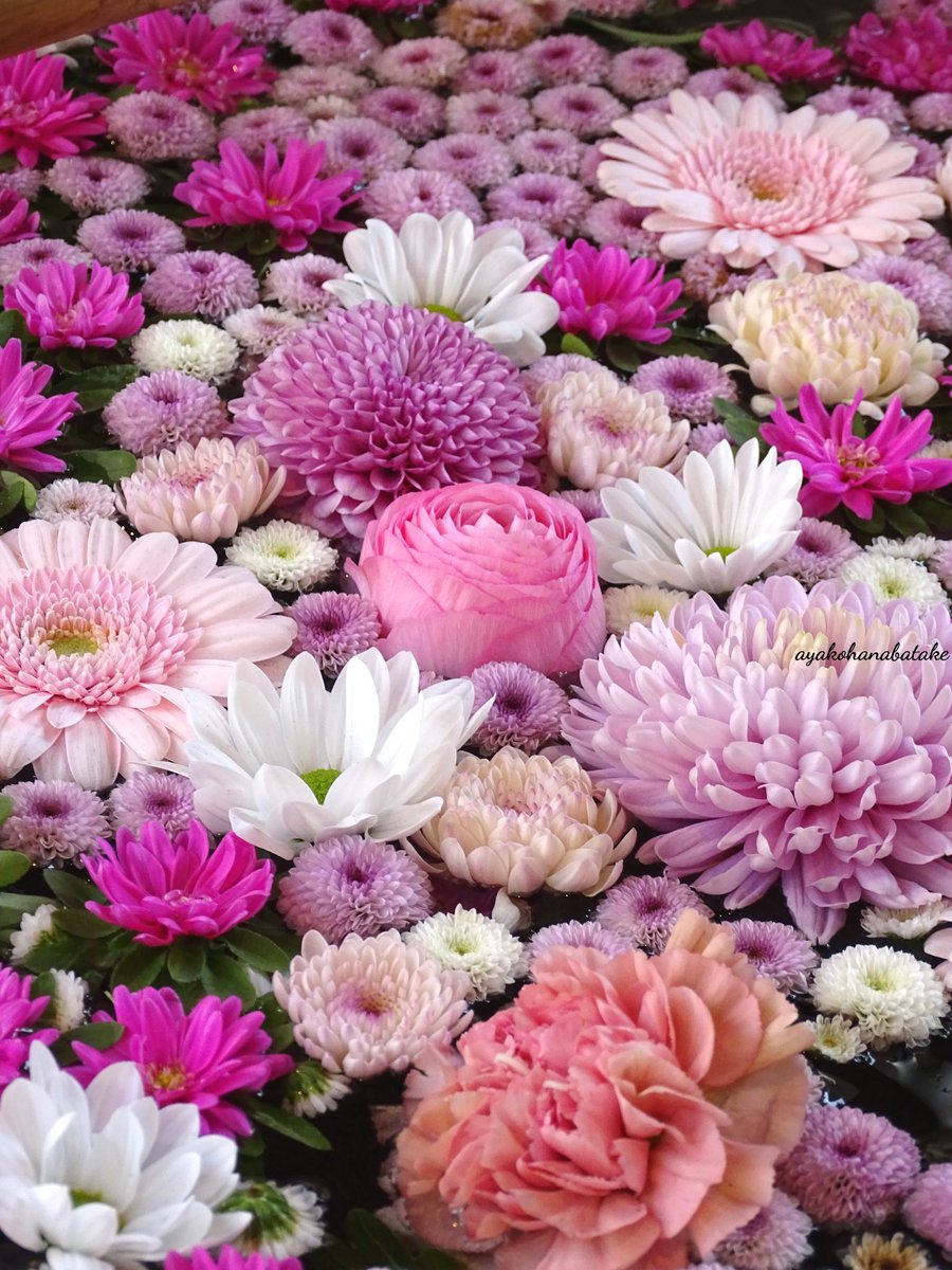 おはようございます☀ようやく見えた青空✨気温はそこまで高くないので服装に気を付けて下さいね😊紫外線対策忘れずに！
⁡#キリトリセカイ⁡
⁡#ファインダー越しの私の世界⁡
#花が好き #私の花の写真
#花のある景色 #花のある風景
#TLを花でいっぱいにしよう
⁡#花手水 #花手水めぐり #花手水が好き