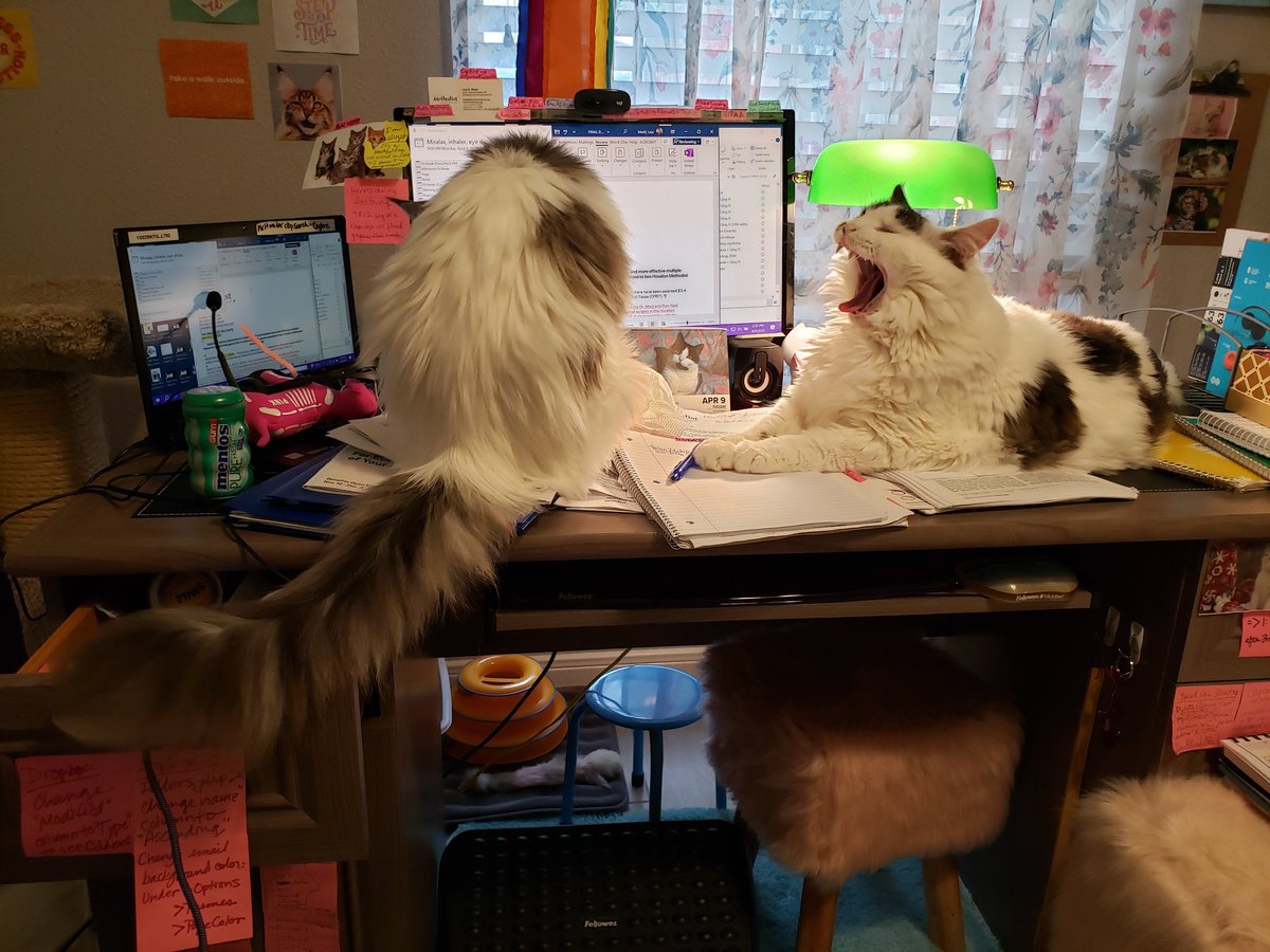Shenanigans on my desk today.🧐🙄🤪 #workingwithcats #WFH  #CatsOfTwitter #CatsOfX #officecats