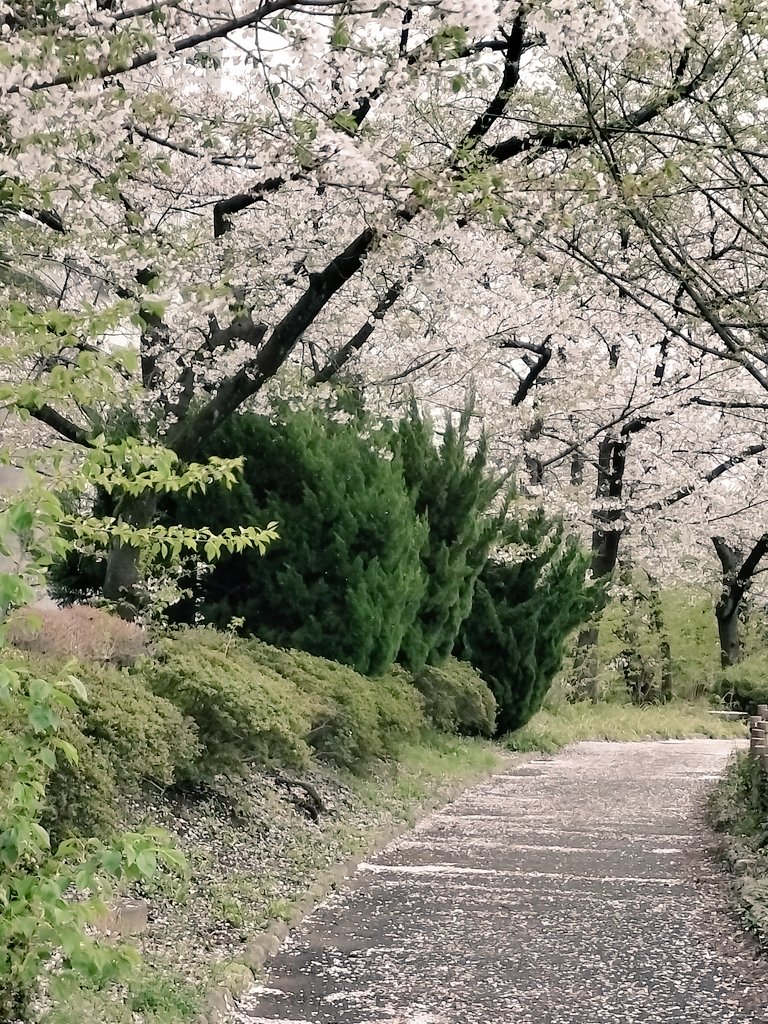 桜の華道✨🌸✨🌸🍀