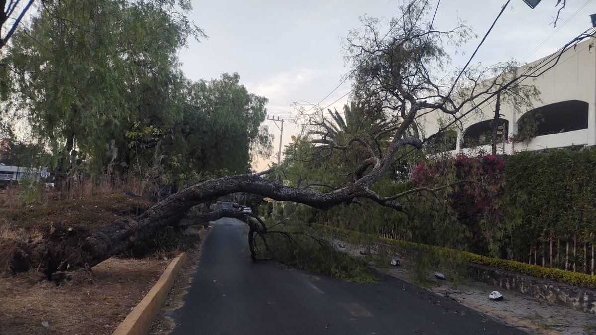 Equipos de emergencia realizan el seccionamiento de un árbol que cayó en Las Fuentes, Col. Jardines del Pedregal, @AlcaldiaAO. Al caer afectó cableado del tendido aéreo. No hubo lesionados. #TrabajandoJuntos