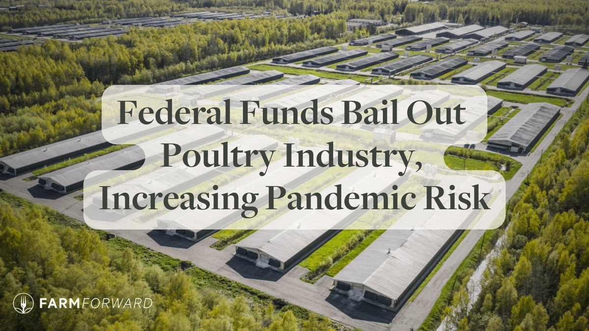 Last week, @farmforward & @OurHonorVets released an investigation showing that @USDA has paid $715 million to companies like Tyson and Jennie-O to compensate for losses from #birdflu outbreaks that those very companies largely caused. Read more @ bit.ly/49wzRQj