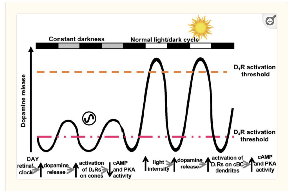 Dopamine release requires bright light.

Indoor light is not bright enough to stimulate its production.

If you're never outdoors in the sunlight, you're going to be depressed and unmotivated.