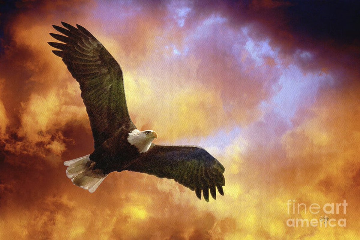 Thank you to my 4/3 #FineArtAmerica client from Homer NY for their purchase of a greeting card of 'Perseverance.'  lois-bryan.pixels.com/featured/perse…

#eagles #art #giftideas #nature #wildlife #birds #LoisBryan