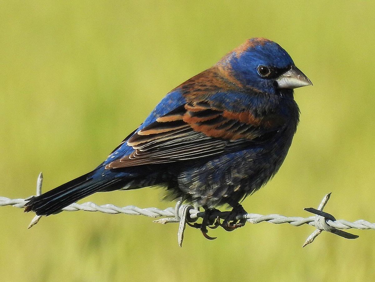 My first Blue Grosbeak of the year. First reported in SLO County this season too. Look at this handsome guy. Bird No. 248 for 2024.