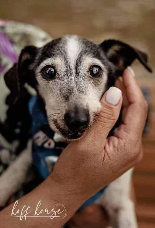 This is my old man Chester, I adopted him when he was 17 yrs old. My vet gave him one, maybe 2 weeks to live. He had mouth infection, heartworm positive strong, heart murmur, etc.. Chester was a fighter though, so was I, we didn’t give up. He underwent surgeries and treatments.…