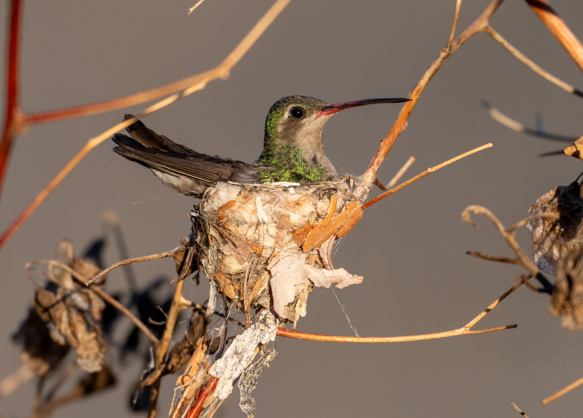 Look what I found in the Bougainvillea next to our bedroom! Broad-billed Hummingbird nest. Stay tuned…