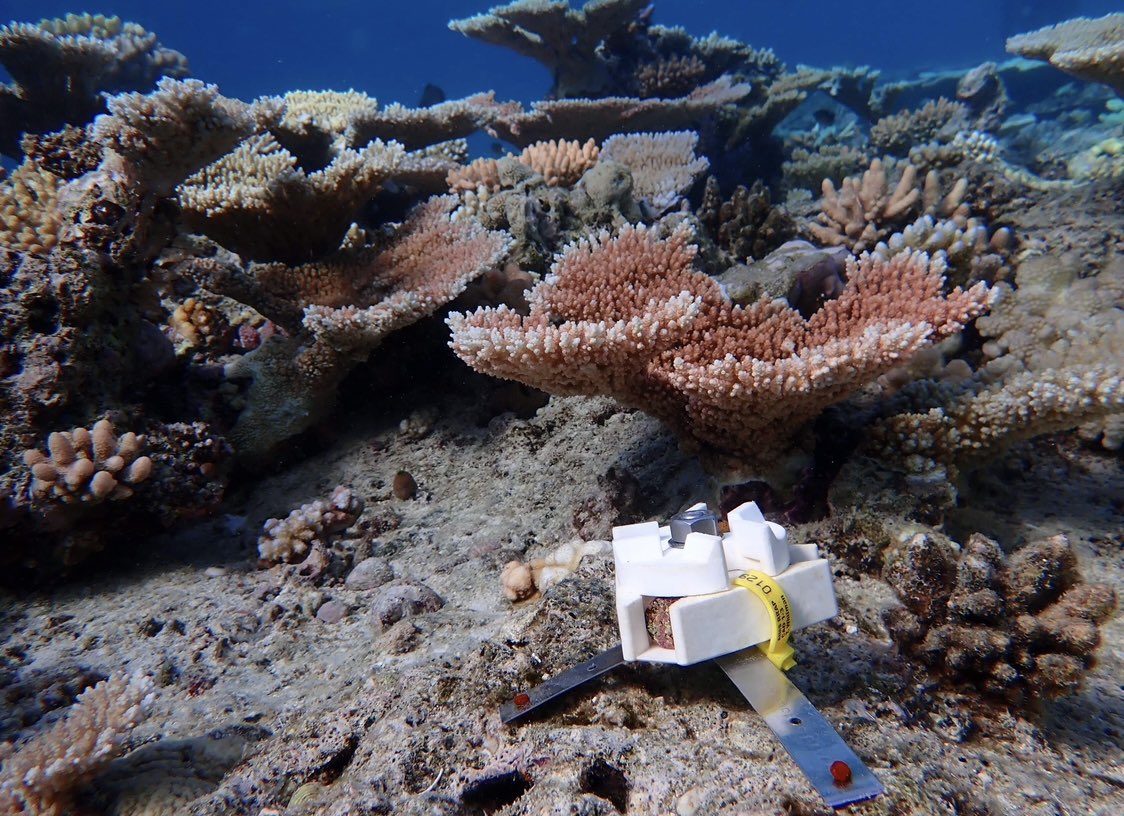 Taylor Whitman (@tnwhitman) on Twitter photo New preprint! Simple techniques to improve #Coral seeding on the #GBR. Protection from grazing fishes doubles survival and is critical to post-seeding success. Clear results in < 48 hrs 🪸🐠
doi.org/10.21203/rs.3.…
<a href="/DrCarlyRandall/">Carly Randall</a>
<a href="/MiaHoogenboom/">Mia Hoogenboom</a>
<a href="/NegsAndrew/">Andrew Negri</a>
<a href="/aims_gov_au/">Australian Institute of Marine Science</a> <a href="/jcu/">James Cook Uni</a> New preprint! Simple techniques to improve #Coral seeding on the #GBR. Protection from grazing fishes doubles survival and is critical to post-seeding success. Clear results in < 48 hrs 🪸🐠
doi.org/10.21203/rs.3.…
<a href="/DrCarlyRandall/">Carly Randall</a>
<a href="/MiaHoogenboom/">Mia Hoogenboom</a>
<a href="/NegsAndrew/">Andrew Negri</a>
<a href="/aims_gov_au/">Australian Institute of Marine Science</a> <a href="/jcu/">James Cook Uni</a>