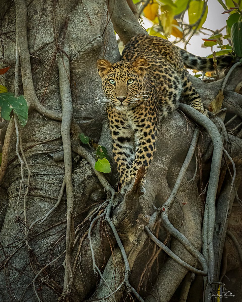 Leopard Rajaji Tiger Reserve @NikonIndia #leopard #wildlife #nature