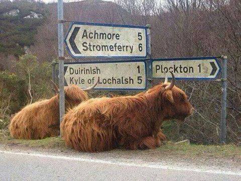 Locals don't need GPS!
#HighlandCoo #Scotland #ScottishBanner #LoveScotland #VisitScotland #Highlands #ScotlandIsCalling #HighlandCow #HeilanCoo