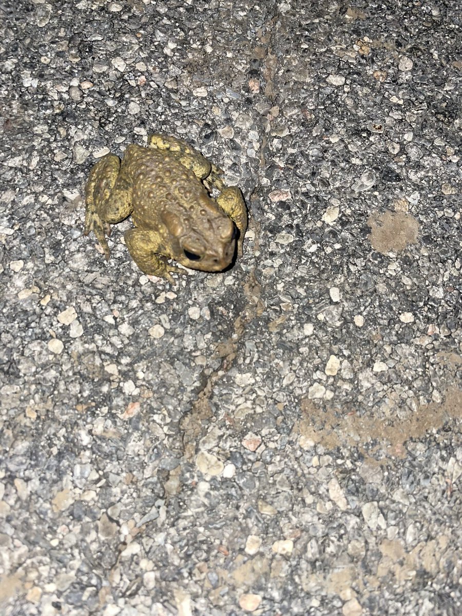 Spring peeper and American toad found on the road tonight